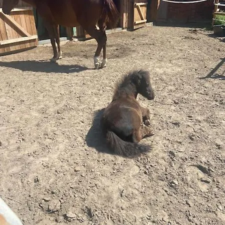 Lägenhet Auszeit Auf Der Seelenfarm Nienburg (Lower-Saxony)