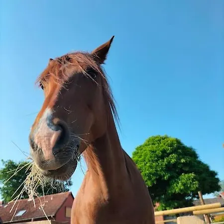 Lägenhet Auszeit Auf Der Seelenfarm