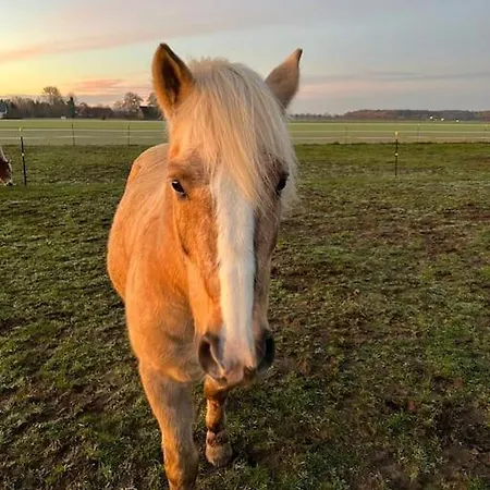 Auszeit Auf Der Seelenfarm