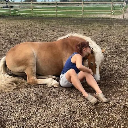 Auszeit Auf Der Seelenfarm * Nienburg (Lower-Saxony)