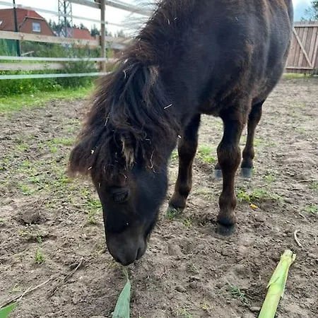 Auszeit Auf Der Seelenfarm Apartamento Nienburg (Lower-Saxony)