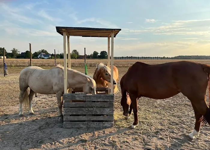 Auszeit Auf Der Seelenfarm * Nienburg (Lower-Saxony)